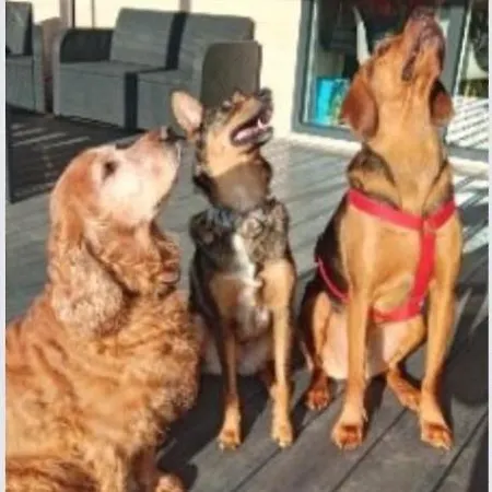 Hébergement de vacances Cherry House